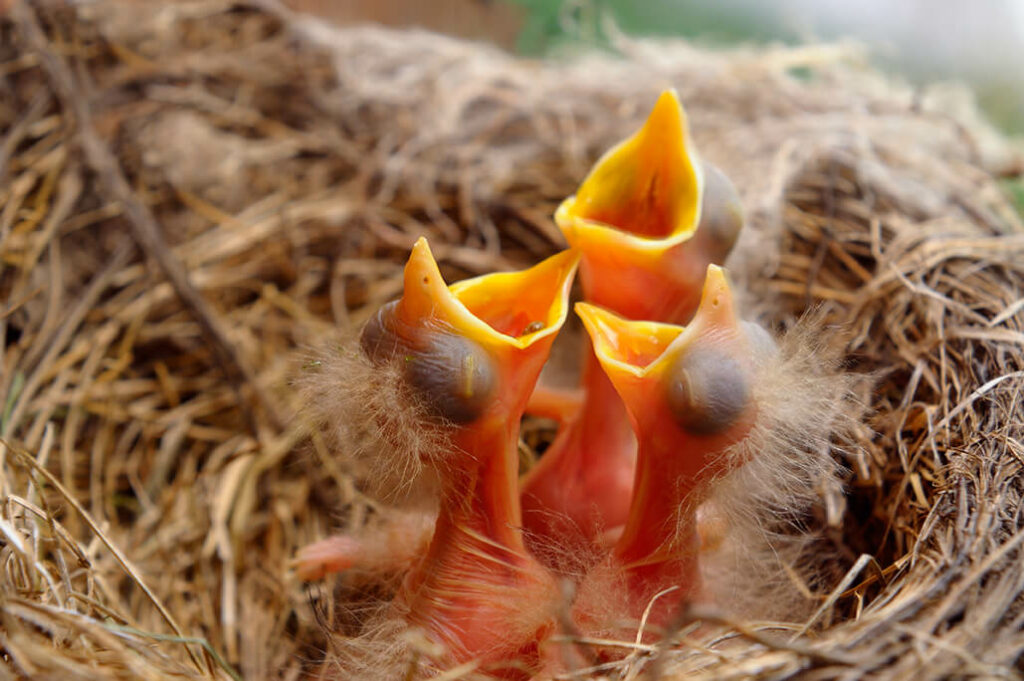 Vogelkinder im Nest